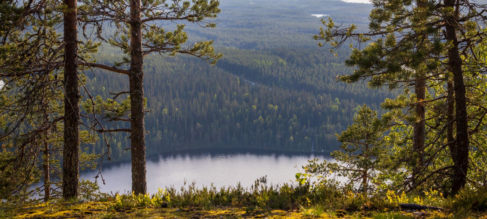 Pyhäntä