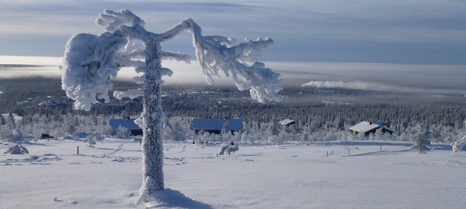 Ruuvaoja